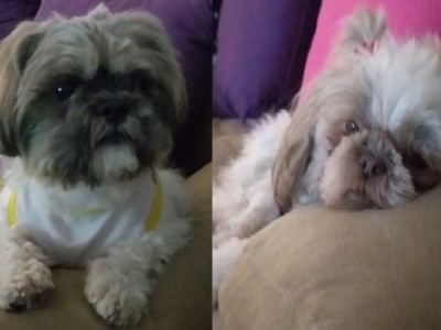 Please help me to bring my dogs to my country