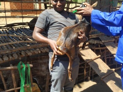 Animal treatment
