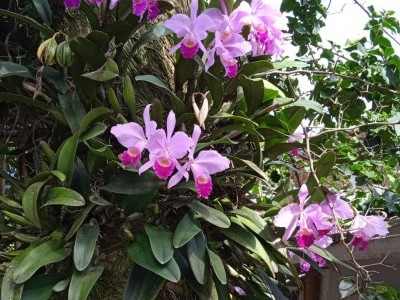 Orchids natural reserve