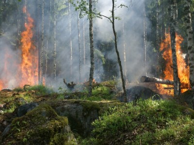 The Ultimate Bush Fire Project (TUBFIP)