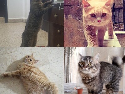 Help in raising the cats