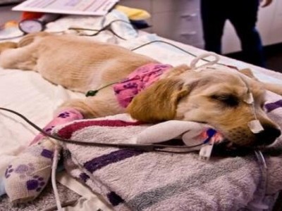 Help save olive