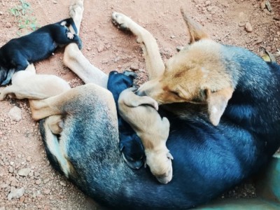 Feeding Street Dogs