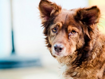 Medication for my dog