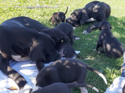 Great Danes Puppy Mill Save Us