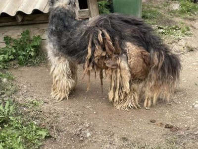 Food,water and medicines for stray animals