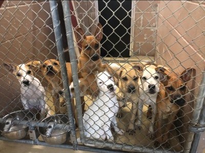 Help for animals who are in need