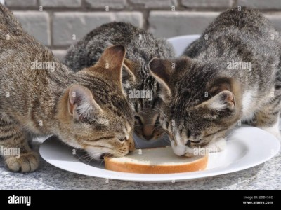 Stray cats deserve life