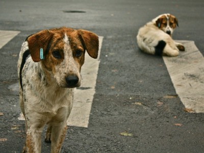 Raising money for poor street animals