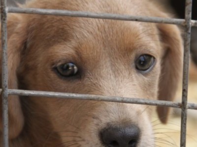 Center for the homeless animals