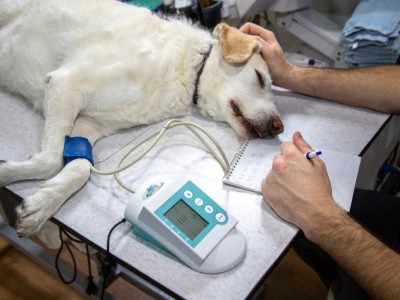 Expand veterinary clinic