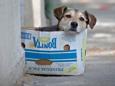 Helping animal shelters