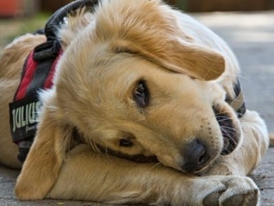 Raise money for Food and shelter for dogs
