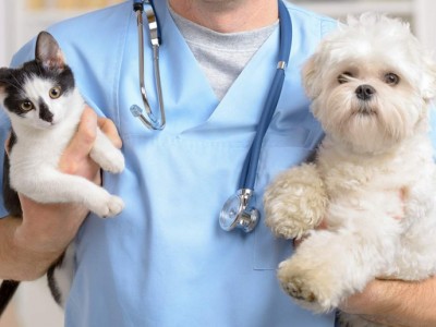 Help helpless animals