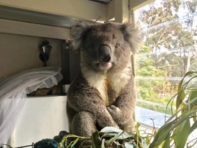 Wildlife Relief Fund for Mallacoota