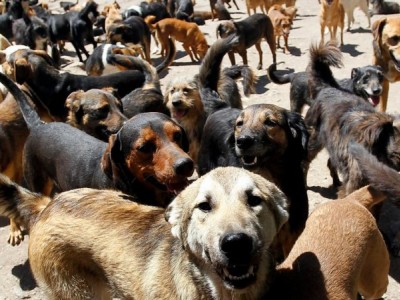 Save the dogs