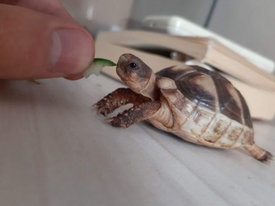 Little tortoise is need to home