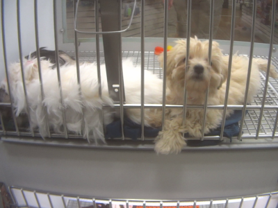 Over twenty dogs need a new home