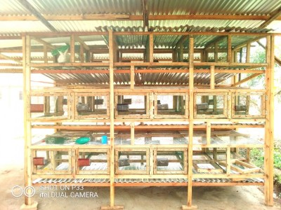 Help me raise money for rabbits project