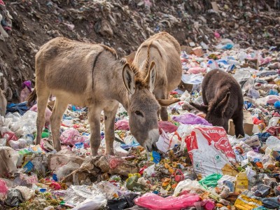 Saving the homeless animals