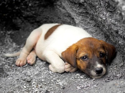 Build a sanctuary for rescues