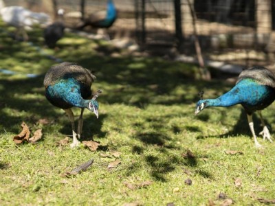 Help us feed the peacocks