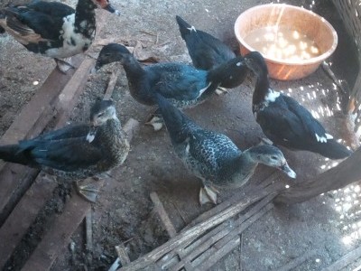 Let us care and love animals.