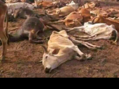 He lost all animals