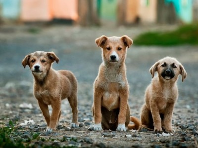 Giving Quality food every day for dogs