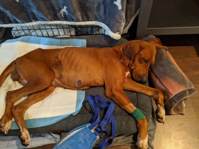 Please help the injured animals