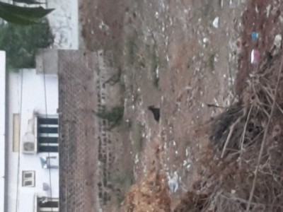 Feeding street dogs