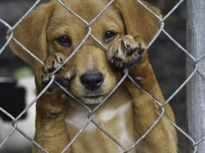 DOG & CAT SHELTER