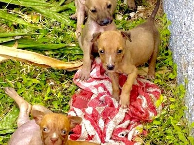 Seeking a home and food for these poor guys