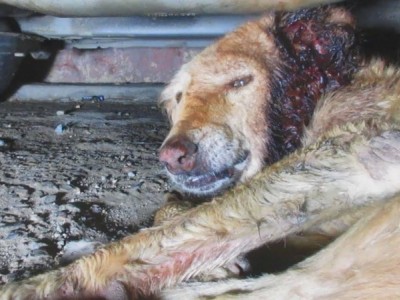 Injured Stray Dogs needs your Attention
