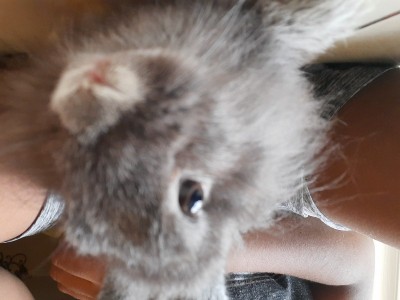 This bunny