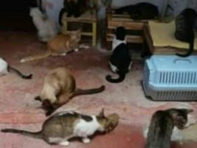 For food for abandoned animals