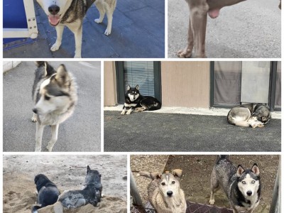 HELP STRAY DOGGOS IN NEED