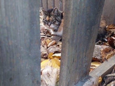 Help Lucy regain her health