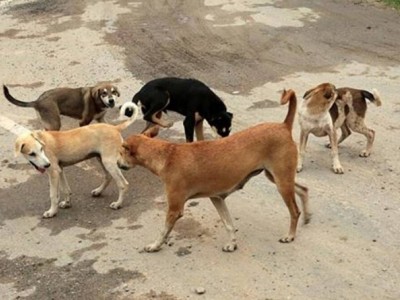 Food and nursing for orphan pets