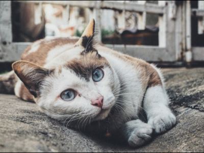 Please Help Save My Cats