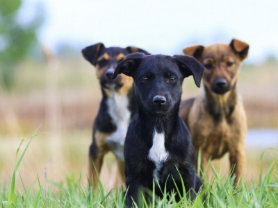 Help For Animals Food And Vaccines