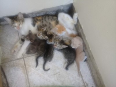 Help for my cats