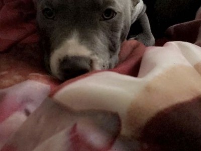 My dog is deaf
